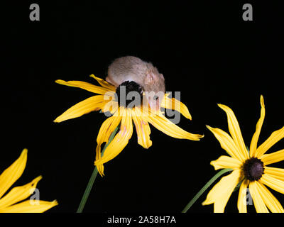 Harvest Mouse cercando fr cibo Foto Stock