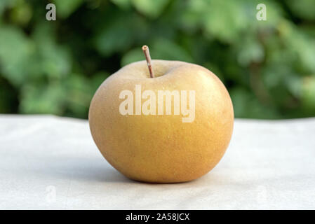 St Edmund's Pippin apple (malus domestica) noto anche come Saint Edmund's Russet patrimonio Inglese dessert apple sollevato da Richard Harvey, Bury St ed Foto Stock