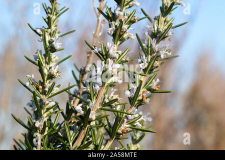 Rosmarino Rosmarinus officinalis che fiorisce in primavera Foto Stock