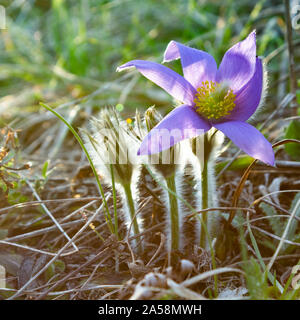 Una maggiore "pasque Pulsatilla grandis fiore fiori fioritura Foto Stock