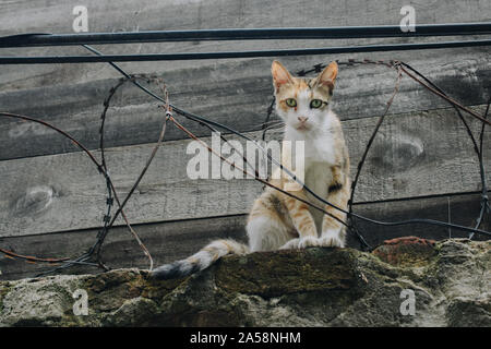 Le foto del bellissimo gatto come animale domestico in vista Foto Stock