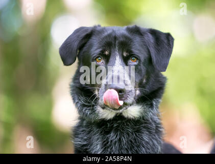 Un Border Collie / Miniature pinscher razza cane leccare le sue labbra Foto Stock