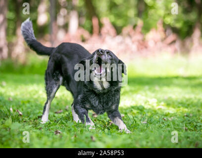 Un giocoso Border Collie / Miniature pinscher razza cane in piedi in un gioco di posizione di prua e barking Foto Stock