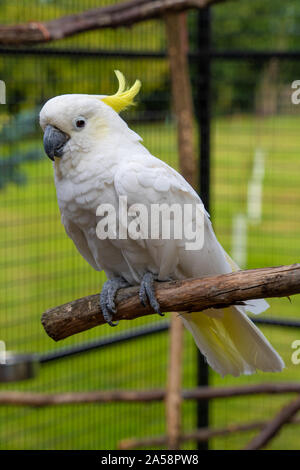 Giallo Crested Cookatoo Parrot vista ravvicinata mostra white feather testina del giallo piume occhi e becco Foto Stock