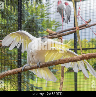 Giallo Crested Cookatoo Parrot vista ravvicinata mostra white feather testina del giallo piume occhi e becco - Visualizzazione di piume con ali teso Foto Stock