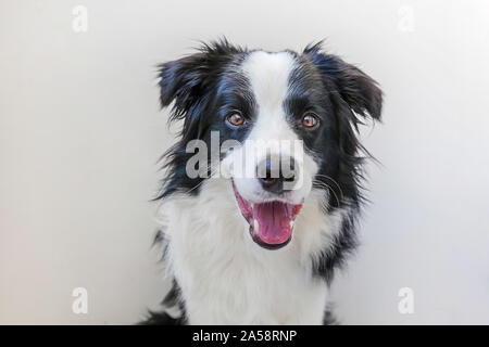 Studio divertente ritratto di carino smilling cucciolo di cane Border Collie isolati su sfondo bianco. Nuovo incantevole membro della famiglia piccolo cane fissando lo sguardo e in attesa Foto Stock