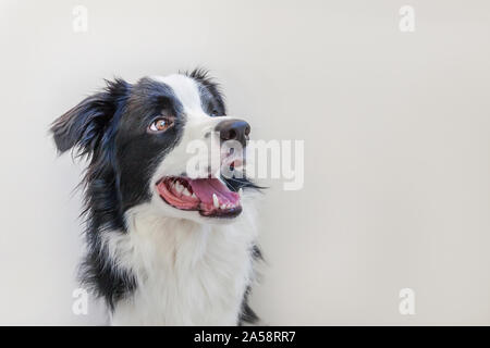 Studio divertente ritratto di carino smilling cucciolo di cane Border Collie isolati su sfondo bianco. Nuovo incantevole membro della famiglia piccolo cane fissando lo sguardo e in attesa Foto Stock