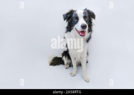 Studio divertente ritratto di carino smilling cucciolo di cane Border Collie isolati su sfondo bianco. Nuovo incantevole membro della famiglia piccolo cane fissando lo sguardo e in attesa Foto Stock