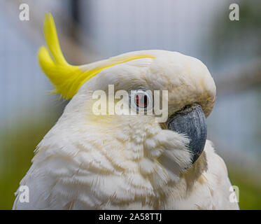 Giallo Crested Cookatoo Parrot vista ravvicinata mostra white feather testina del giallo piume occhi e becco Foto Stock