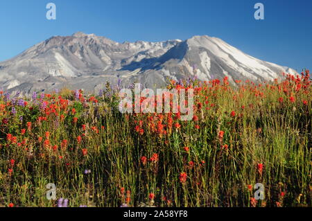 Fiori Selvatici al vulcano Monte Sant Helens Oregon USA Foto Stock