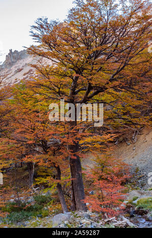 Colorato Nothofagus pumilio albero durante la stagione autunnale di Patagonia Argentina Foto Stock