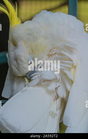 Giallo Crested Cookatoo Parrot vista ravvicinata mostra white feather testina del giallo piume occhi e becco Foto Stock