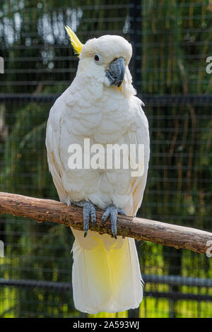 Giallo Crested Cookatoo Parrot vista ravvicinata mostra white feather testina del giallo piume occhi e becco Foto Stock