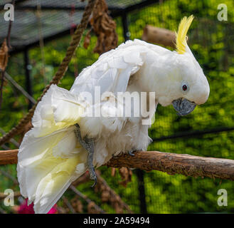 Giallo Crested Cookatoo Parrot vista ravvicinata mostra white feather testina del giallo piume occhi e becco Foto Stock