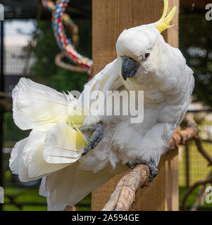 Giallo Crested Cookatoo Parrot vista ravvicinata mostra white feather testina del giallo piume occhi e becco Foto Stock