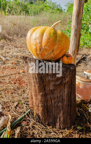 Giallo maturo Calabaza zucca su legno Foto Stock
