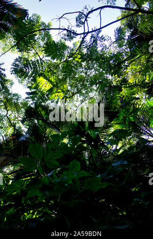 Tettoia della giungla guardando verso l'alto. Questa foto è stata scattata durante un viaggio in Vietnam centrale, la caduta del 2019. Foto Stock