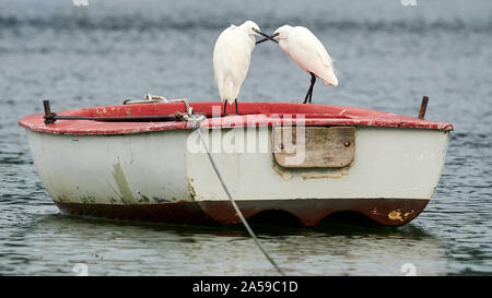 Due Garzette Egretta garzetta in piedi su una barca Porto di Mugardos Galizia Spagna Foto Stock