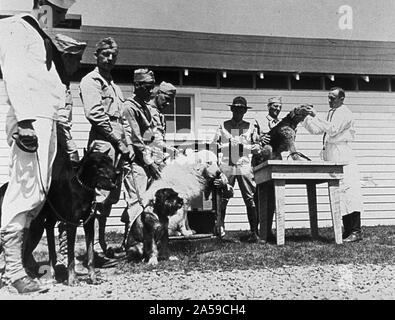 Signal Corps' canina Centro Ricezione ca. 1942 Foto Stock