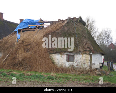 Crollato tetto di paglia su agriturismo nel sud della Danimarca Foto Stock