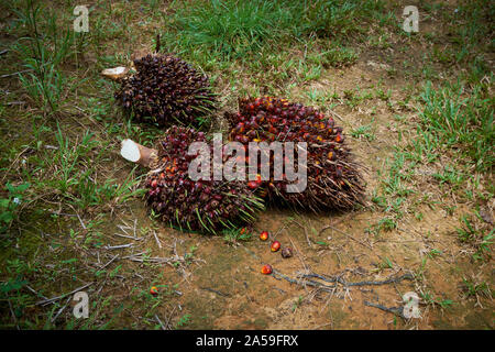 Grumi di semi, il raccolto bersaglio da palme da olio. Gli alberi producono semi che sono premuti per l'olio di palma, Malaysia più grande del prodotto agricolo. Ho Foto Stock