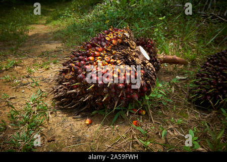 Grumi di semi, il raccolto bersaglio da palme da olio. Gli alberi producono semi che sono premuti per l'olio di palma, Malaysia più grande del prodotto agricolo. Ho Foto Stock