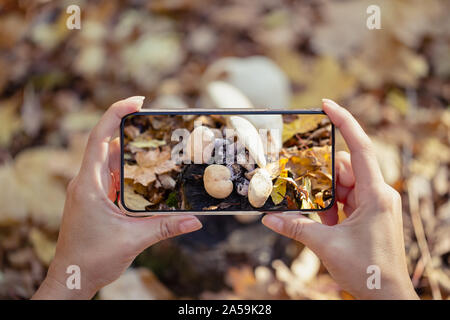 Mani femminili con un telefono cellulare per scattare foto di funghi nella foresta. Il concetto di autunno e di uno stile di vita attivo. Foto Stock