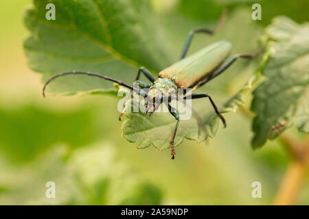 Aromia moschata longhorn beetle in posa sulle foglie verdi, grande coleottero di muschio con lunghe antenne e bella verdastro corpo metallico, bella sommer Foto Stock