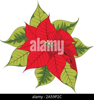 Rosso brillante poinsettia o stella di Natale fiore isolato su bianco. Illustrazione Vettoriale