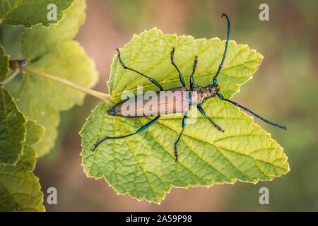Il muschio beetle Aromia moschata close-up, specie Eurasiatica di Longhorn beetle, arrampicata su una pianta nel suo habitat naturale in estate. Foto Stock