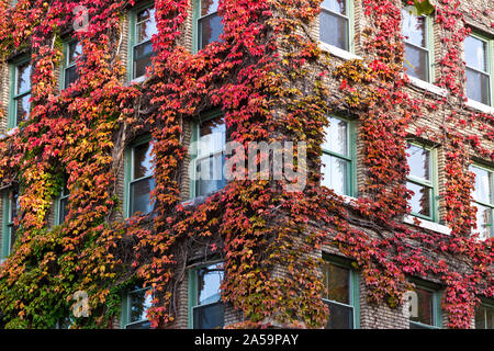 Primo piano di Sylvia Hotel nel West End di Vancouver in Aurumn. Edificio storico con coperta con red Virginia vitigno del superriduttore in autunno. Foto Stock