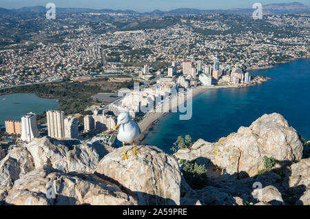 Seagull sulla sommità del Penon ( Ifach) rock. Vista su Calpe (CALP) città, Spagna. Foto Stock