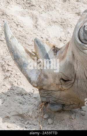 Close up ritratto di rhino, profilo. Rhino nella polvere di argilla e passeggiate. close-up. foto verticale. Foto Stock