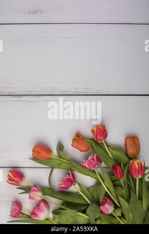 I tulipani coricato piatto prospettiva laici visto da sopra. La rosa, rosso e arancio fiori sono su un bianco vecchio tavolo. Il grazioso e fiori di primavera, il telaio di un Foto Stock