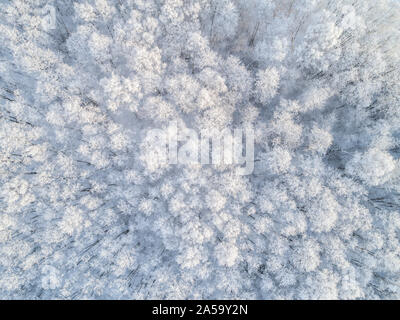 Un scandinavo bosco innevato visto da sopra , drone prospettiva. I rami degli alberi sono coperti in appena sceso la neve e il terreno è bianco come bene. Foto Stock