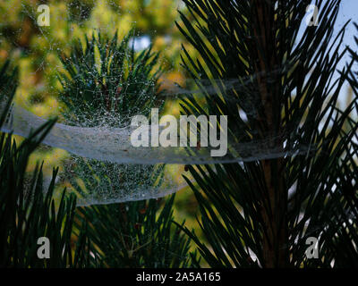 Le goccioline di acqua su una ragnatela in un pino la mattina presto Foto Stock