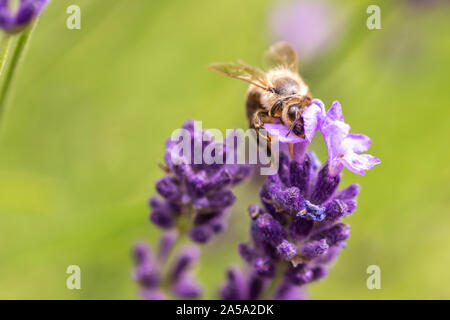 Impollinazione con bee e lavanda durante il sunshine, soleggiato lavanda Foto Stock