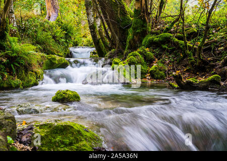 Germania, Verde muschio coperto incantevole fiume che scorre al fianco di mossy tronchi di alberi e pietre nella stagione autunnale di jungle come foresta paesaggio natura Foto Stock