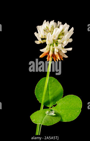 Studio lato closeup dello stelo di un trifoglio bianco impianto (lat: Trifolium repens) con shamrock e gocce di acqua contro uno sfondo nero su sfondo. Foto Stock