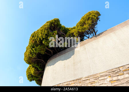 Un albero cresce su una pietra e muro di cemento davanti ad un cielo blu. Foto Stock