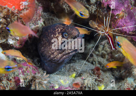 Murena Blackcheek o mascherato moray (Gymnothorax breedeni) Anguilla, con la sua testa spuntavano circondato con pesci cardinale e un gambero a stazio di pulizia Foto Stock