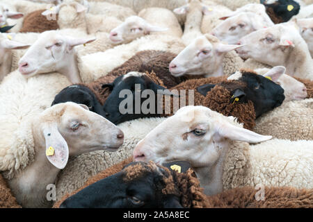 Savognin, GR / Svizzera - il 12 ottobre, 2019: un gregge di pecore ammassati in un recinto prima di essere tagliati per la loro lana Foto Stock