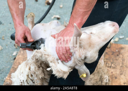 Savognin, GR / Svizzera - il 12 ottobre, 2019: vista dettagliata di Allevatore ovino la tosatura delle pecore per la lana Foto Stock