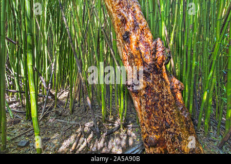 Parte di due km a piedi dalla strada principale che conduce a questo albero nodose in una immensa foresta di bamboo fino Oheo Gulch, situato nei pressi di Hana nella nazione Haleakala Foto Stock