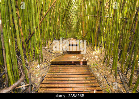 A due km a piedi dalla strada principale attraverso la foresta di bamboo vi porta in passato numerose cascate che corrono attraverso Oheo Gulch, situato nei pressi di Hana in Hale Foto Stock