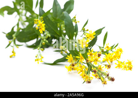 Oro (Solidago virgaurea) giacente su sfondo bianco Foto Stock