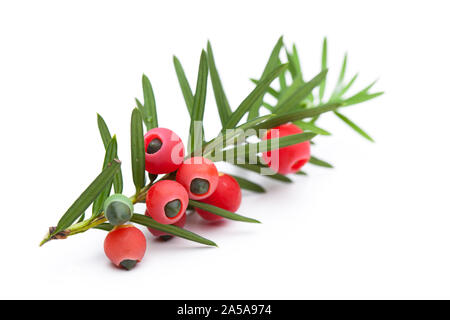 Piante di guarigione: Ramo di un yew (Taxus baccata) con frutti di bosco Foto Stock