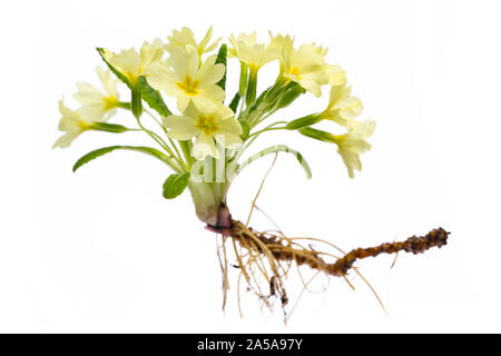 Piante di guarigione: Primula (primula vulgaris) pianta intera su sfondo bianco Foto Stock