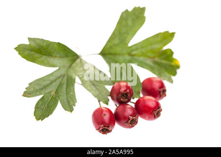 Piante medicinali: Crataegus monogyna (Crataegus monogyna) con bacche di colore rosso su sfondo bianco Foto Stock