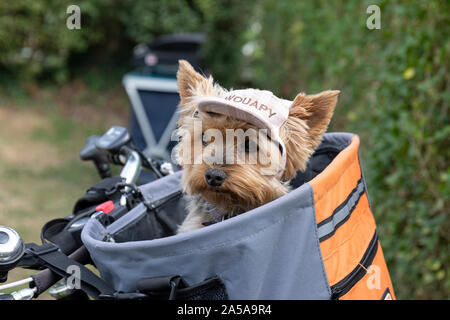 Wouapy, Miss Easy Rider. Piccolo Cane ottenendo un giro nei suoi proprietari Cestino bici Foto Stock